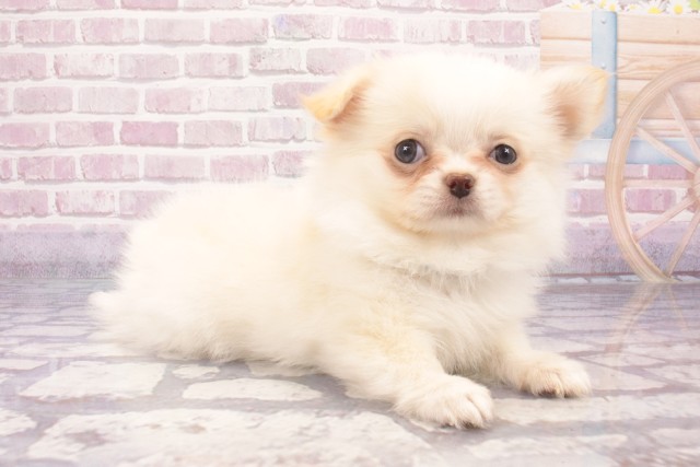 大阪府のチワワ(ロング) (Coo&RIKU和泉店/2025年6月1日生まれ/男の子/ホワイトクリーム)の子犬の2枚目の画像
