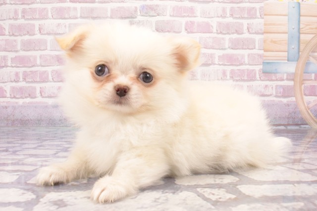 大阪府のチワワ(ロング) (Coo&RIKU和泉店/2025年6月1日生まれ/男の子/ホワイトクリーム)の子犬の3枚目の画像