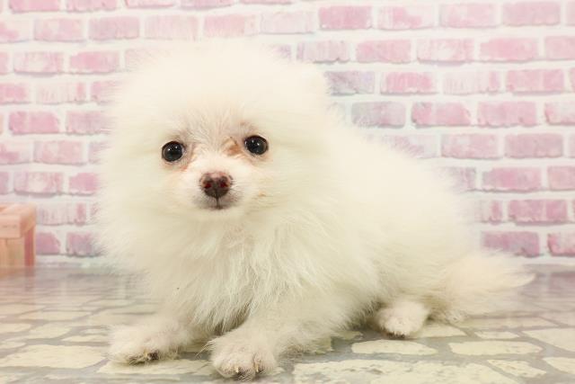 新潟県のポメラニアン (Coo&RIKU新潟西店/2025年6月1日生まれ/女の子/クリーム)の子犬の2枚目の画像