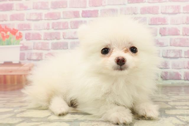 新潟県のポメラニアン (Coo&RIKU新潟西店/2025年6月1日生まれ/女の子/クリーム)の子犬の3枚目の画像
