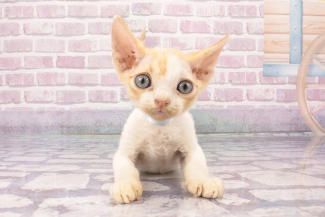 兵庫県のデボンレックス (Coo&RIKU尼崎店/2025年5月25日生まれ/男の子/レッドホワイト)の子猫の1枚目の画像