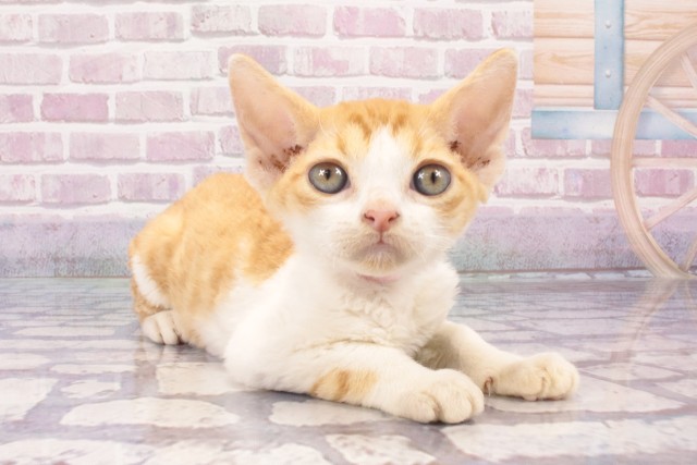 岐阜県のデボンレックス (Coo&RIKU岐南店/2025年5月25日生まれ/女の子/レッドタビーホワイト)の子猫の2枚目の画像