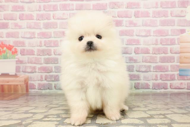 栃木県のポメラニアン (Coo&RIKUFKDインターパーク店/2025年6月3日生まれ/男の子/クリーム)の子犬の1枚目の画像