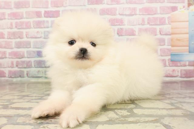栃木県のポメラニアン (Coo&RIKUFKDインターパーク店/2025年6月3日生まれ/男の子/クリーム)の子犬の2枚目の画像