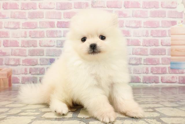 栃木県のポメラニアン (Coo&RIKUFKDインターパーク店/2025年6月3日生まれ/男の子/クリーム)の子犬の3枚目の画像