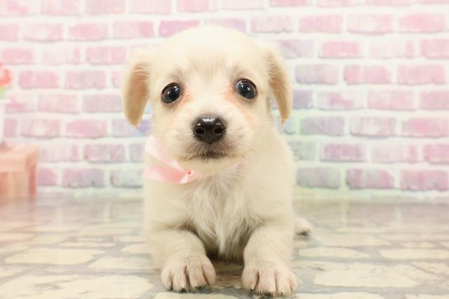 島根県のハーフ犬・ミックス犬 (Coo&RIKU出雲店/2025年6月2日生まれ/女の子/クリーム)の子犬の1枚目の画像