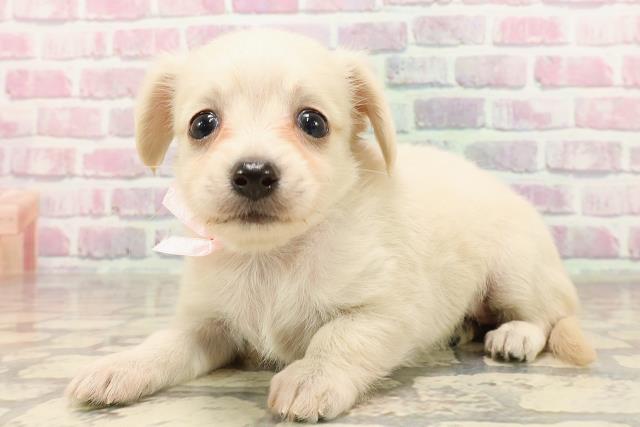 島根県のハーフ犬・ミックス犬 (Coo&RIKU出雲店/2025年6月2日生まれ/女の子/クリーム)の子犬の2枚目の画像