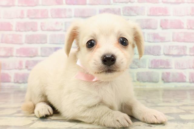 島根県のハーフ犬・ミックス犬 (Coo&RIKU出雲店/2025年6月2日生まれ/女の子/クリーム)の子犬の3枚目の画像