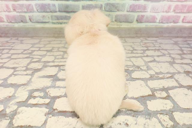 島根県のハーフ犬・ミックス犬 (Coo&RIKU出雲店/2025年6月2日生まれ/女の子/クリーム)の子犬の4枚目の画像