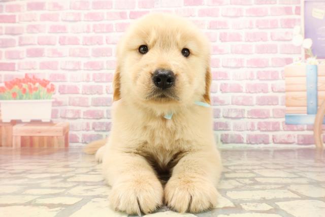 栃木県のゴールデンレトリバー (Coo&RIKUFKDインターパーク店/2025年6月1日生まれ/男の子/ゴールデン)の子犬の1枚目の画像