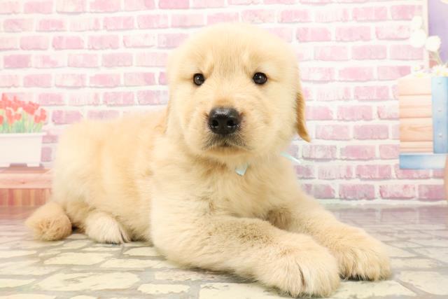 栃木県のゴールデンレトリバー (Coo&RIKUFKDインターパーク店/2025年6月1日生まれ/男の子/ゴールデン)の子犬の3枚目の画像