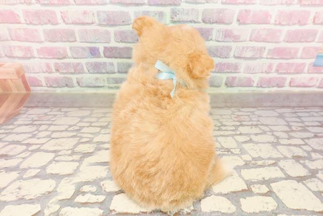 栃木県のポメプー(ポメラニアン×プードル) (Coo&RIKUFKDインターパーク店/2025年6月1日生まれ/男の子/アプリコット)の子犬の4枚目の画像