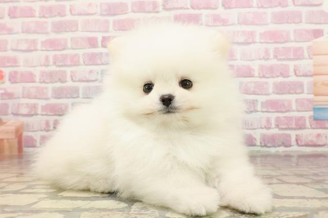 羊毛クリップペット　ポメラニアン　ホワイト　うちの子オーダー　ペット　犬 efae5e8cd80f7b1ea4ec59a14c7d04