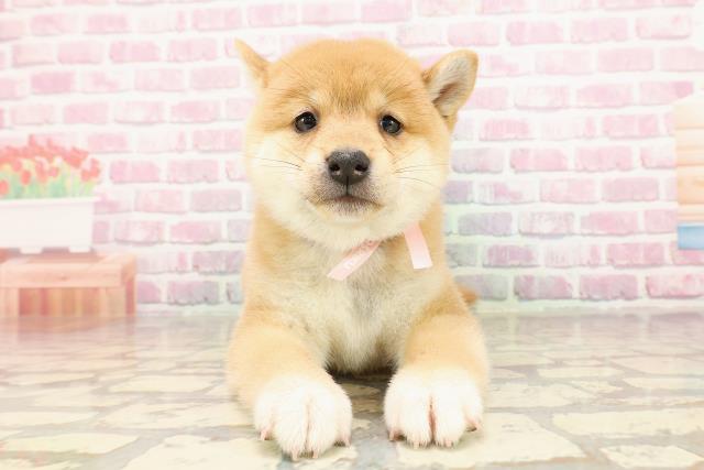 柴犬の子犬（メス♀） FKDインターパーク店｜ペットショップ