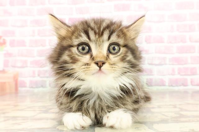 栃木県のマンチカン (Coo&RIKUFKDインターパーク店/2025年6月2日生まれ/男の子/ブラウンタビーホワイト)の子猫の1枚目の画像