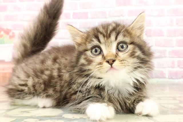 栃木県のマンチカン (Coo&RIKUFKDインターパーク店/2025年6月2日生まれ/男の子/ブラウンタビーホワイト)の子猫の3枚目の画像