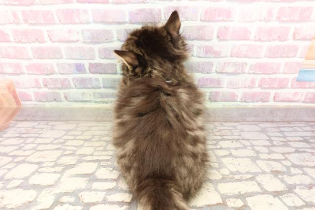 栃木県のマンチカン (Coo&RIKUFKDインターパーク店/2025年6月2日生まれ/男の子/ブラウンタビーホワイト)の子猫の4枚目の画像