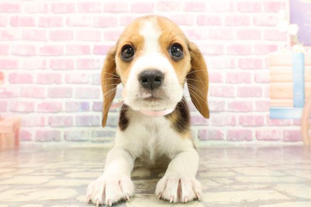 栃木県のビーグル (Coo&RIKUFKDインターパーク店/2025年6月1日生まれ/女の子/ブラックタンホワイト)の子犬の1枚目の画像