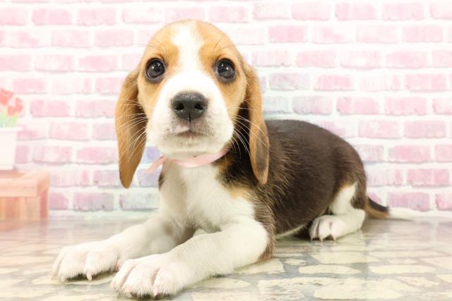 栃木県のビーグル (Coo&RIKUFKDインターパーク店/2025年6月1日生まれ/女の子/ブラックタンホワイト)の子犬の2枚目の画像