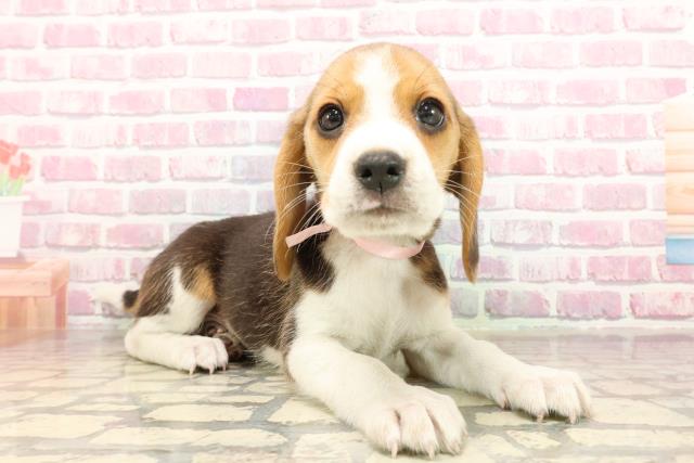 栃木県のビーグル (Coo&RIKUFKDインターパーク店/2025年6月1日生まれ/女の子/ブラックタンホワイト)の子犬の3枚目の画像