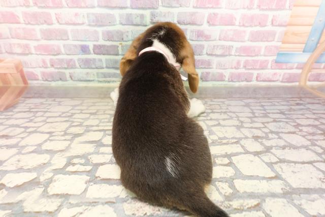 栃木県のビーグル (Coo&RIKUFKDインターパーク店/2025年6月1日生まれ/女の子/ブラックタンホワイト)の子犬の4枚目の画像