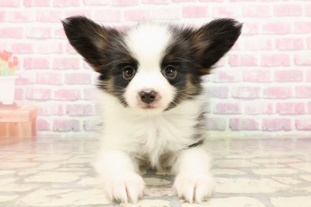 埼玉県のパピヨン (Coo&RIKUアニマルケアセンター大宮/2025年6月2日生まれ/男の子/トライカラー)の子犬の1枚目の画像