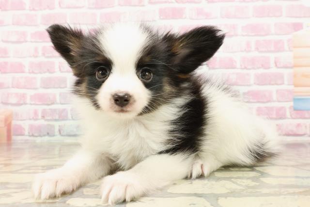埼玉県のパピヨン (Coo&RIKUアニマルケアセンター大宮/2025年6月2日生まれ/男の子/トライカラー)の子犬の2枚目の画像