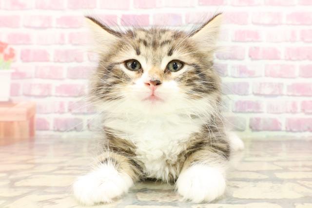 ノルウェージャン・フォレストキャット