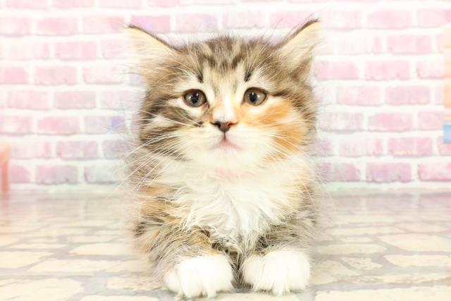 ノルウェージャン・フォレストキャット