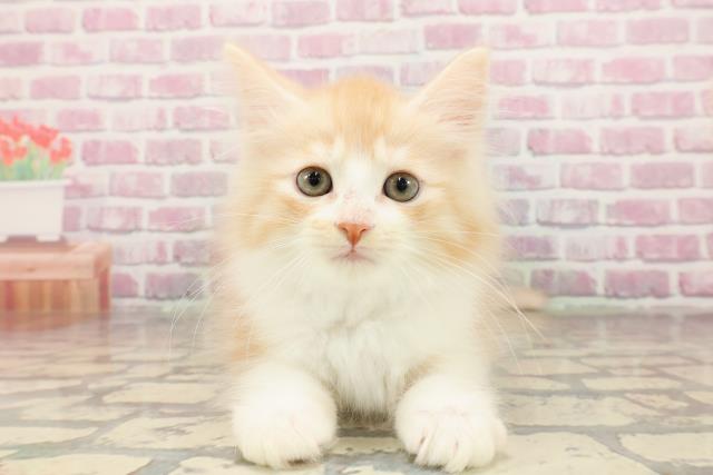 東京都のマンチカン (Coo&RIKU福生店/2025年5月25日生まれ/男の子/レッドタビーホワイト)の子猫の1枚目の画像