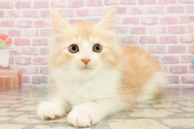 東京都のマンチカン (Coo&RIKU福生店/2025年5月25日生まれ/男の子/レッドタビーホワイト)の子猫の2枚目の画像