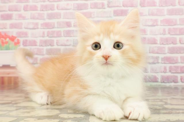 東京都のマンチカン (Coo&RIKU福生店/2025年5月25日生まれ/男の子/レッドタビーホワイト)の子猫の3枚目の画像