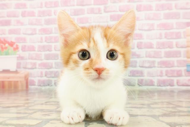 東京都のマンチカン (Coo&RIKU福生店/2025年5月25日生まれ/男の子/レッドタビーホワイト)の子猫の1枚目の画像
