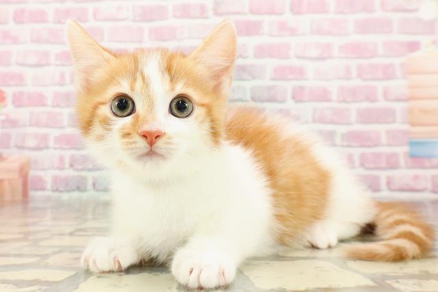 東京都のマンチカン (Coo&RIKU福生店/2025年5月25日生まれ/男の子/レッドタビーホワイト)の子猫の2枚目の画像