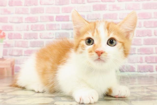 東京都のマンチカン (Coo&RIKU福生店/2025年5月25日生まれ/男の子/レッドタビーホワイト)の子猫の3枚目の画像