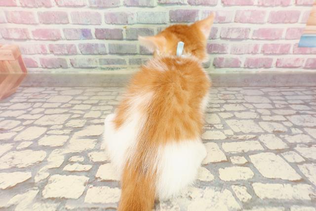 東京都のマンチカン (Coo&RIKU福生店/2025年5月25日生まれ/男の子/レッドタビーホワイト)の子猫の4枚目の画像