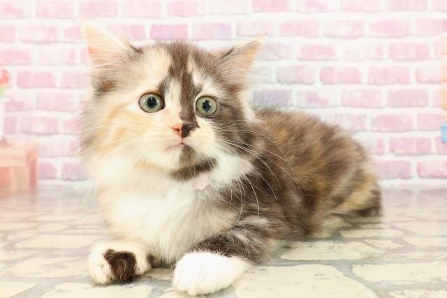 山形県のマンチカン (Coo&RIKU山形店/2025年5月25日生まれ/女の子/キャリコ)の子猫の2枚目の画像