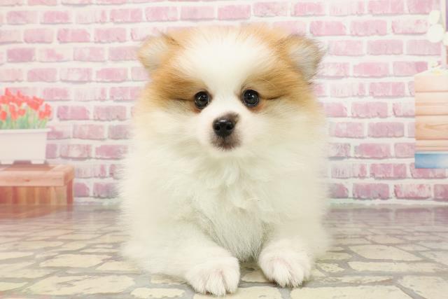 神奈川県のポメラニアン (Coo&RIKU江の島店/2025年5月28日生まれ/男の子/パーティーカラー)の子犬の1枚目の画像