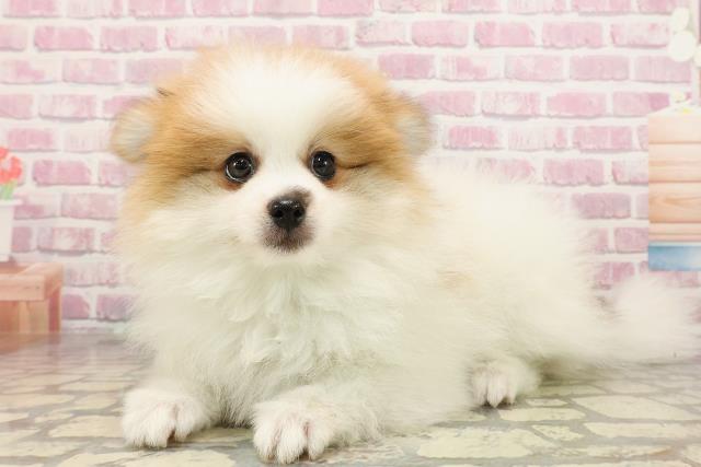 神奈川県のポメラニアン (Coo&RIKU江の島店/2025年5月28日生まれ/男の子/パーティーカラー)の子犬の2枚目の画像