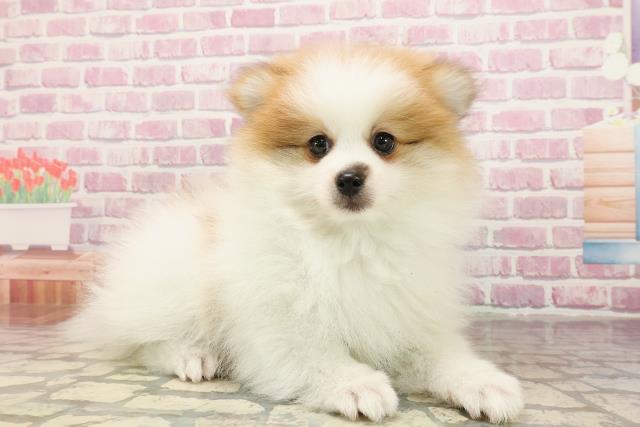 神奈川県のポメラニアン (Coo&RIKU江の島店/2025年5月28日生まれ/男の子/パーティーカラー)の子犬の3枚目の画像