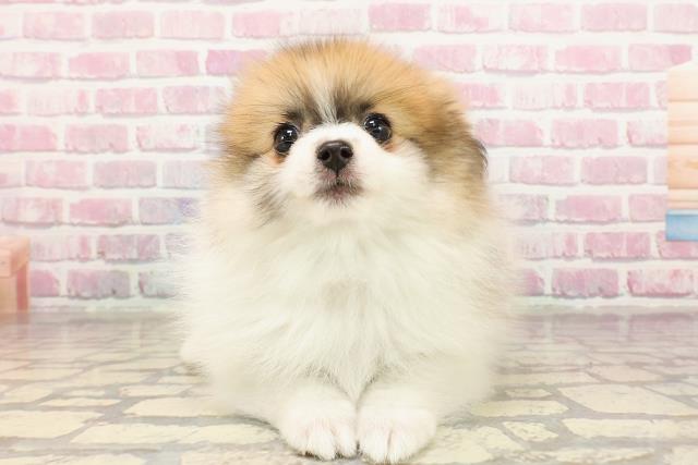 東京都のポメラニアン (Coo&RIKU練馬店/2025年5月28日生まれ/女の子/パーティーカラー)の子犬の1枚目の画像