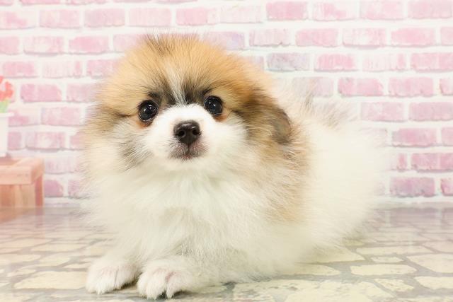東京都のポメラニアン (Coo&RIKU練馬店/2025年5月28日生まれ/女の子/パーティーカラー)の子犬の2枚目の画像