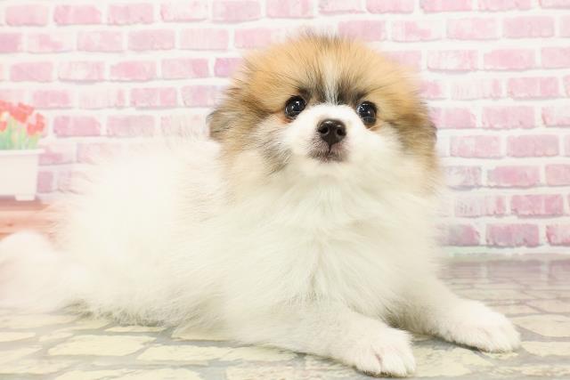 東京都のポメラニアン (Coo&RIKU練馬店/2025年5月28日生まれ/女の子/パーティーカラー)の子犬の3枚目の画像