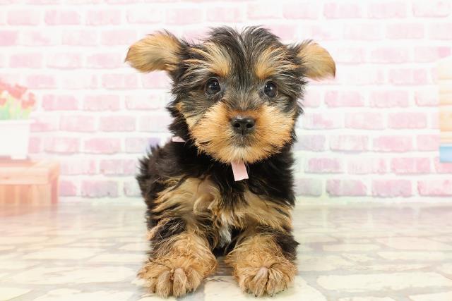 栃木県のヨークシャーテリア (Coo&RIKU足利店/2025年5月31日生まれ/女の子/スチールブルータン)の子犬の1枚目の画像