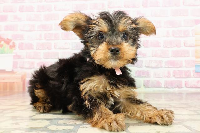 栃木県のヨークシャーテリア (Coo&RIKU足利店/2025年5月31日生まれ/女の子/スチールブルータン)の子犬の3枚目の画像