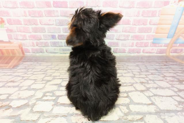 栃木県のヨークシャーテリア (Coo&RIKU足利店/2025年5月31日生まれ/女の子/スチールブルータン)の子犬の4枚目の画像