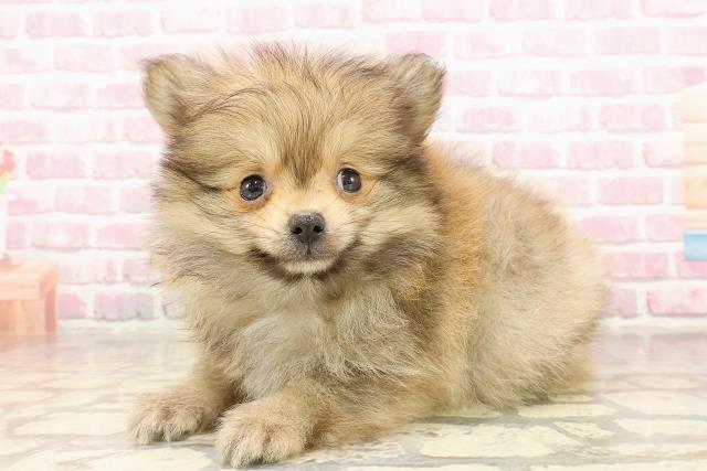 静岡県のポメラニアン (Coo&RIKU沼津店/2025年6月3日生まれ/男の子/オレンジ)の子犬の2枚目の画像