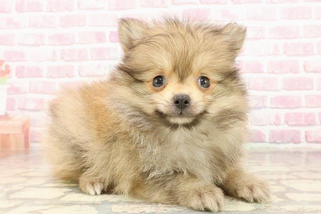 静岡県のポメラニアン (Coo&RIKU沼津店/2025年6月3日生まれ/男の子/オレンジ)の子犬の3枚目の画像