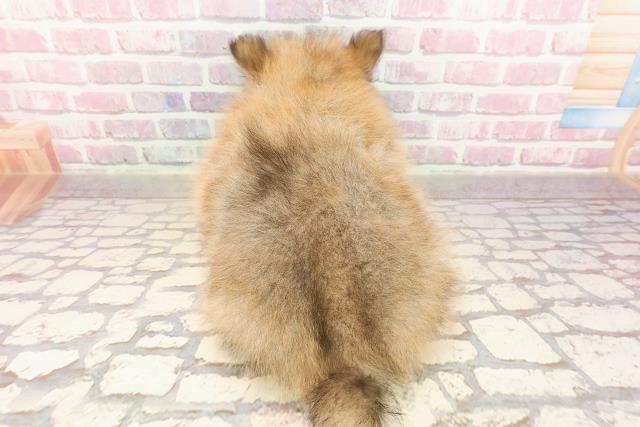 静岡県のポメラニアン (Coo&RIKU沼津店/2025年6月3日生まれ/男の子/オレンジ)の子犬の4枚目の画像