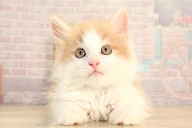 ノルウェージャン・フォレストキャット
